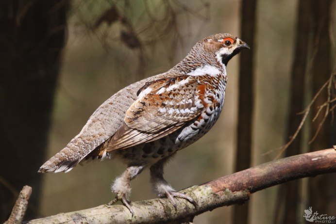 Рябчик (Bonasa bonasia)