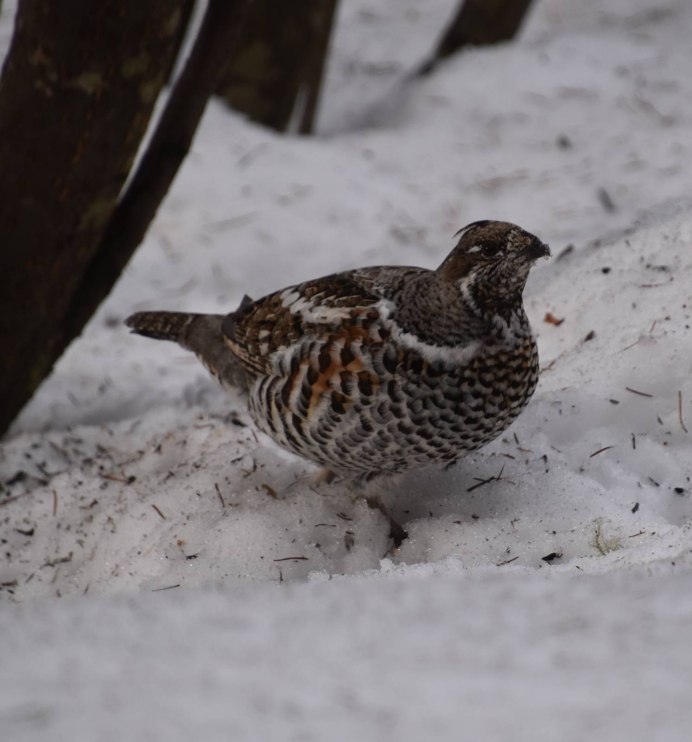 Рябчик птица
