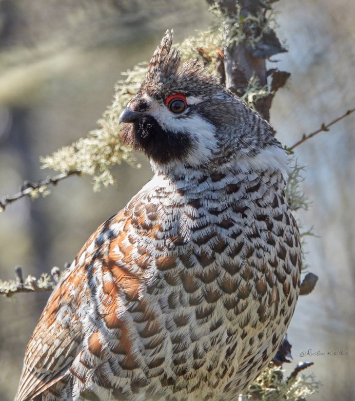 Шотландская куропатка