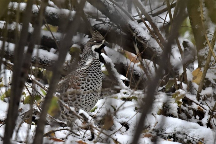 Куропатка Крымская