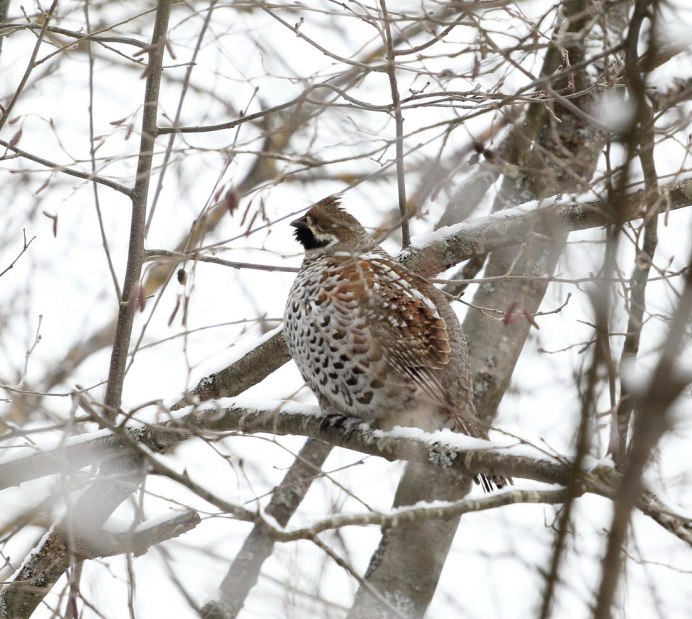 Рябчик (Bonasa bonasia)