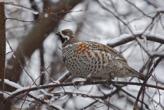 Амурский рябчик