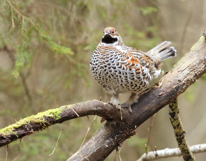 Рябчик (Bonasa bonasia)