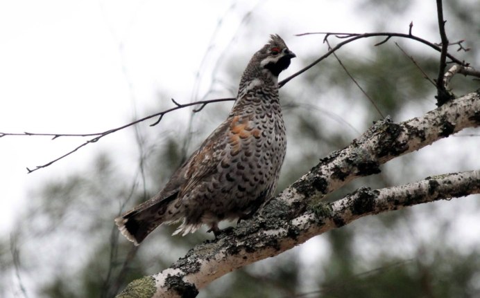 Рябчик обыкновенный самка