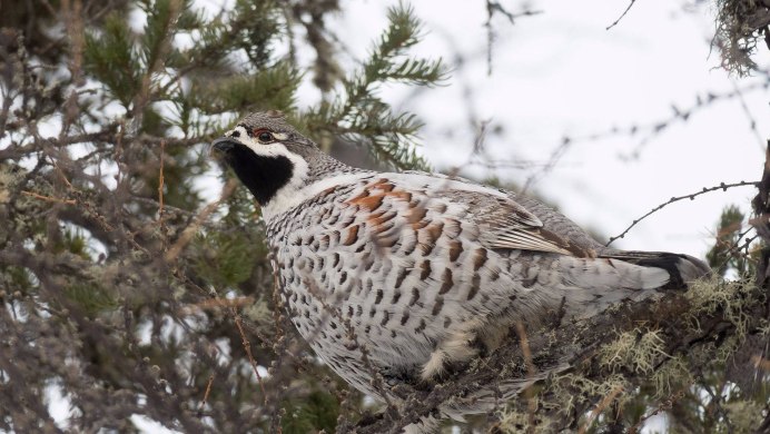 Рябчик на Сахалине