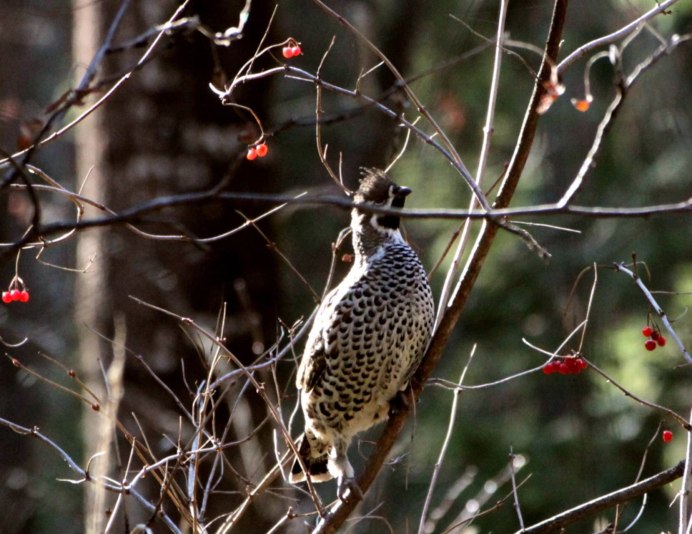 Рябчик обыкновенный