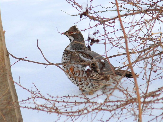 Воротничковый рябчик