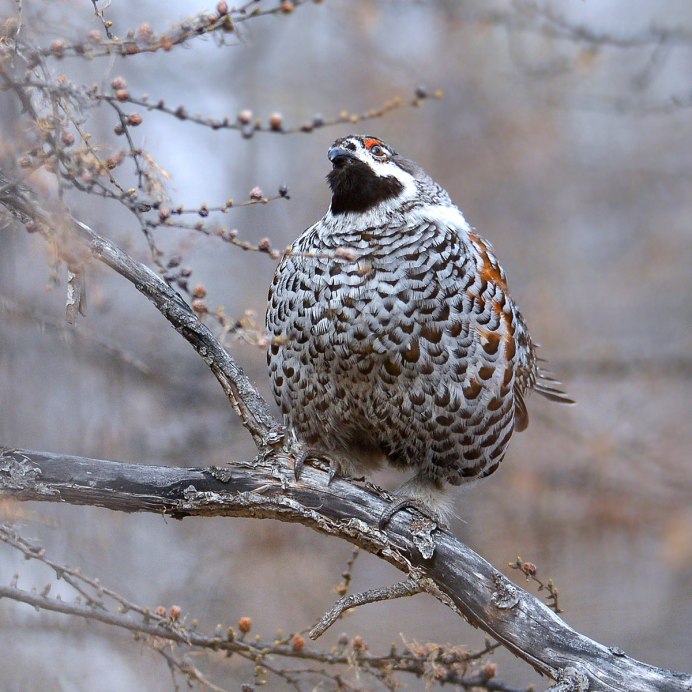 Перепелка зимой