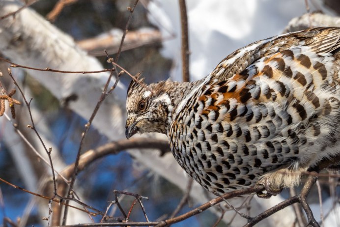 Рябчик фото птицы крупным планом