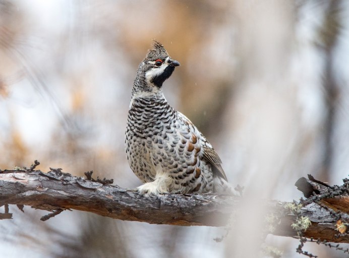 Рябчик (Bonasa bonasia)