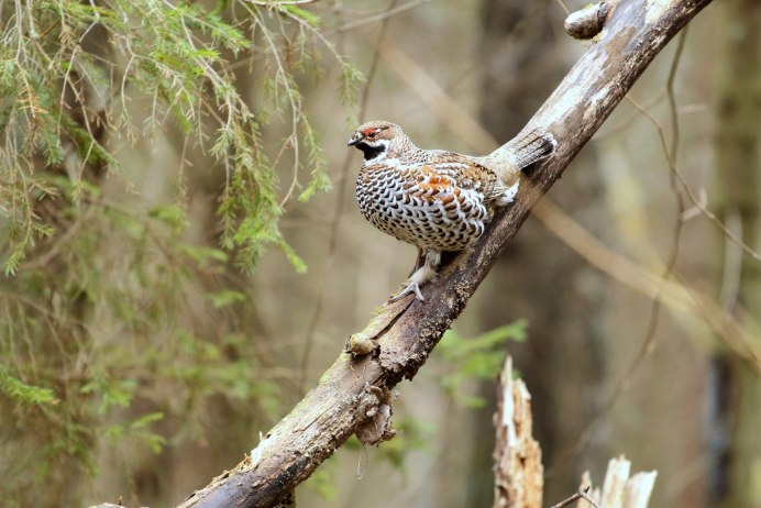 Рябчик Уссурийский птица