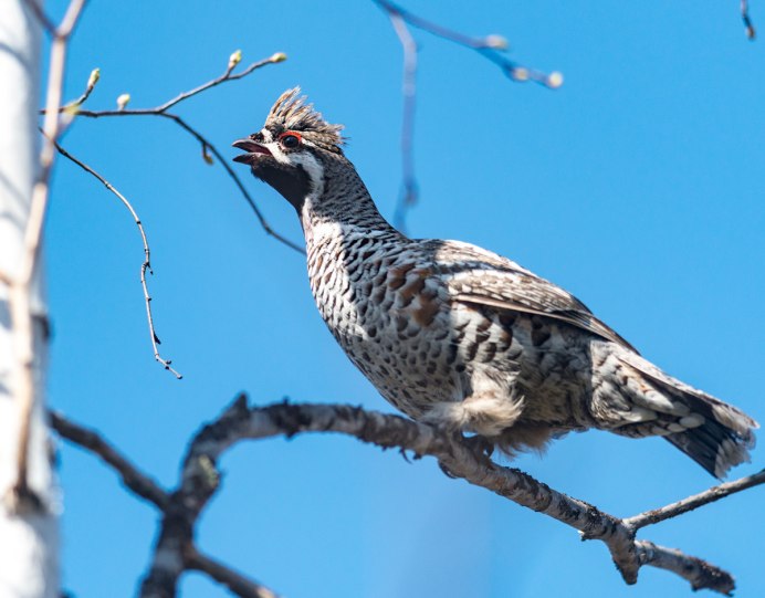 Воротничковый рябчик