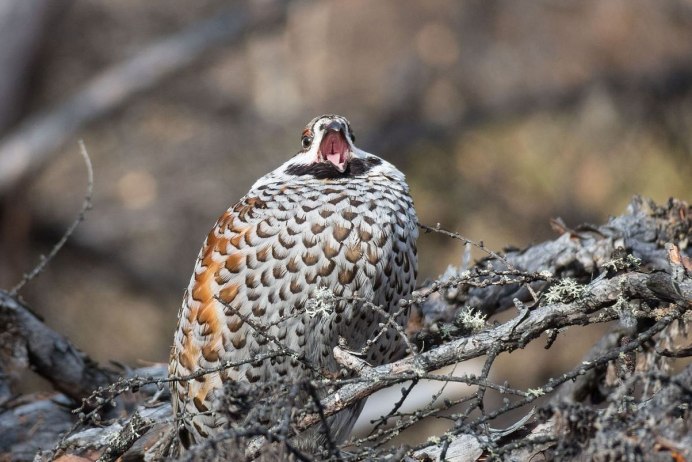 Рябчик Якутия