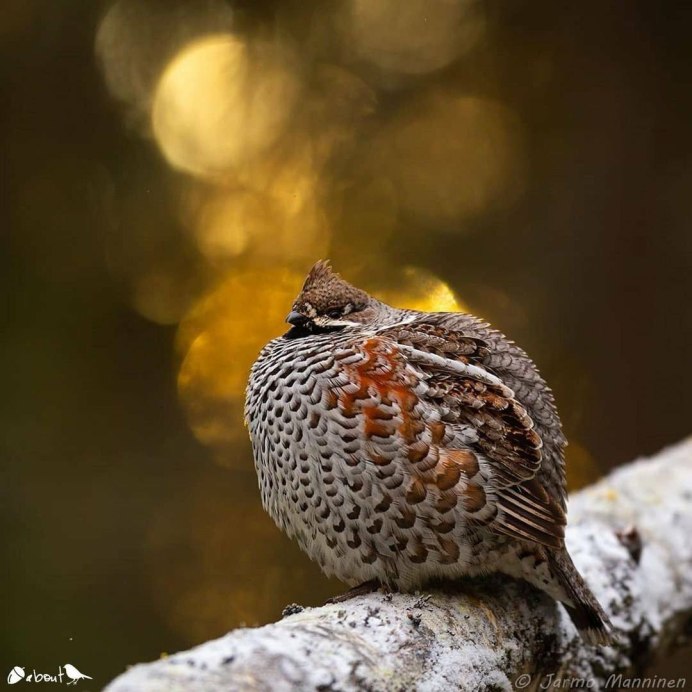 Рябчик Лесной