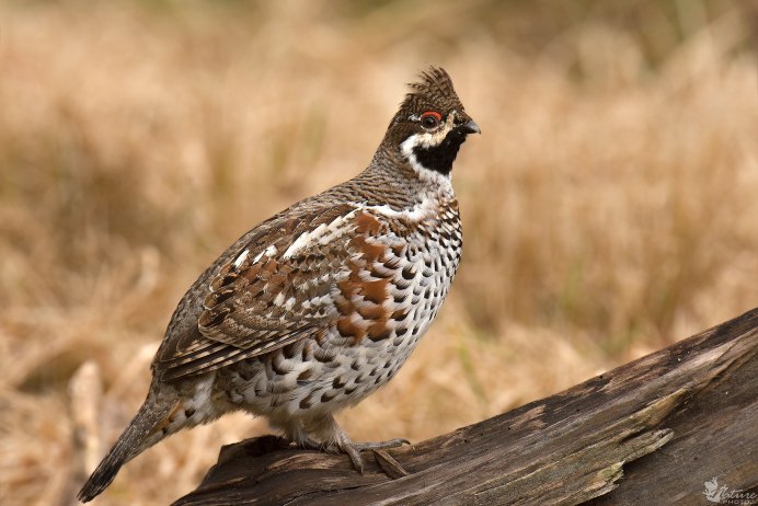 Рябчик Северцова птица