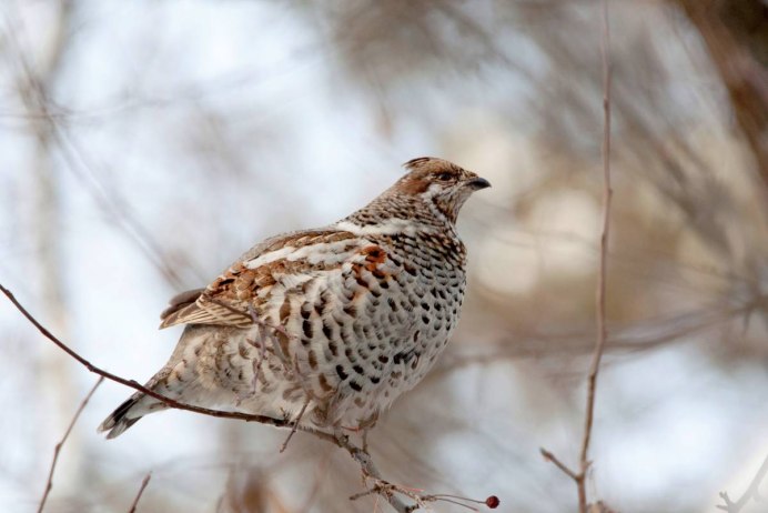 Рябчик обыкновенный