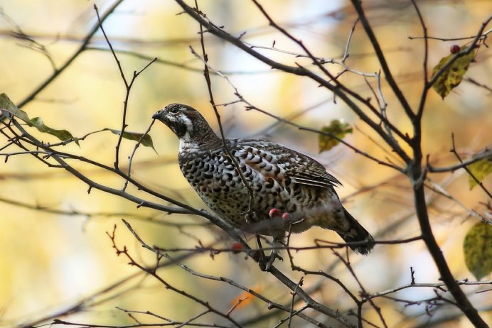 Рябчик токует