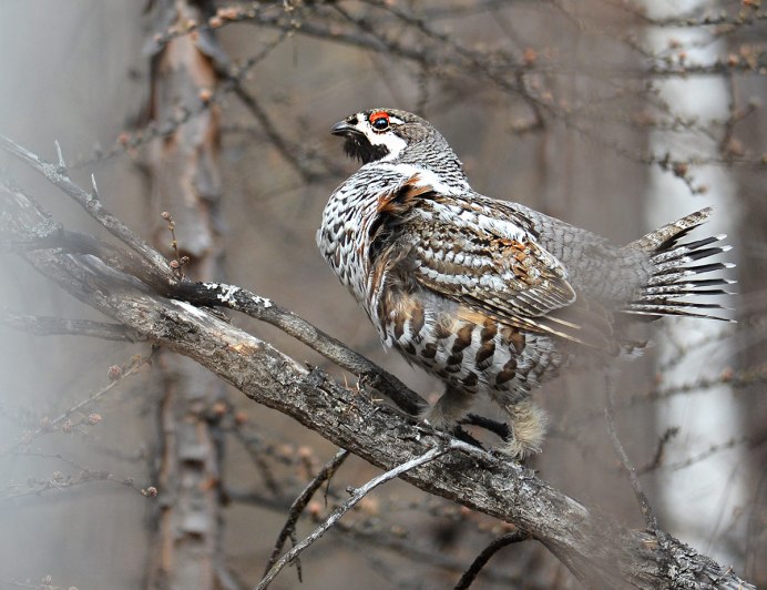 Рябчик в Западной Сибири