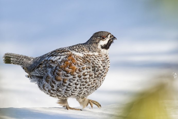 Рябчик в тайге