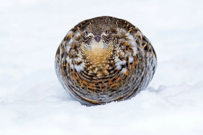 Рябчик Сибирский птица