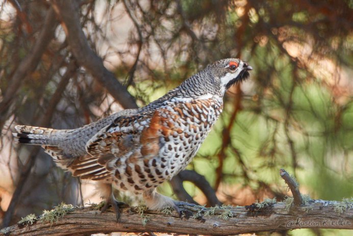 Рябчик Сибирский