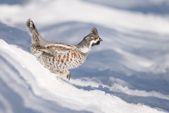 Рябчик Татарстан