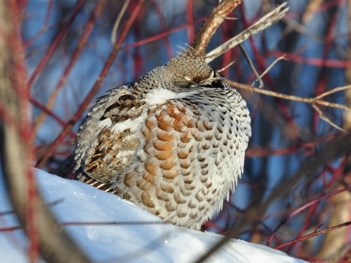 Рябчики пара