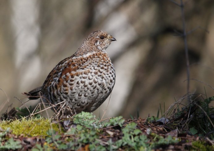 Рябчики стая