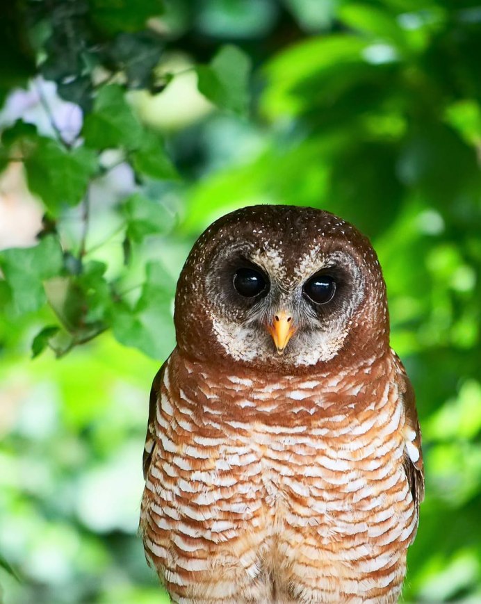 Сова Glaucidium nubicola