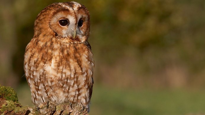 Owl звук