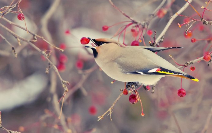 Cedar Waxwing птица