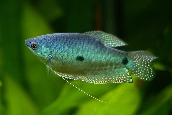 Гурами ворчащий Trichopsis vittata