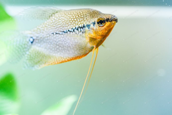 Целующийся гурами (Helostoma temminckii)