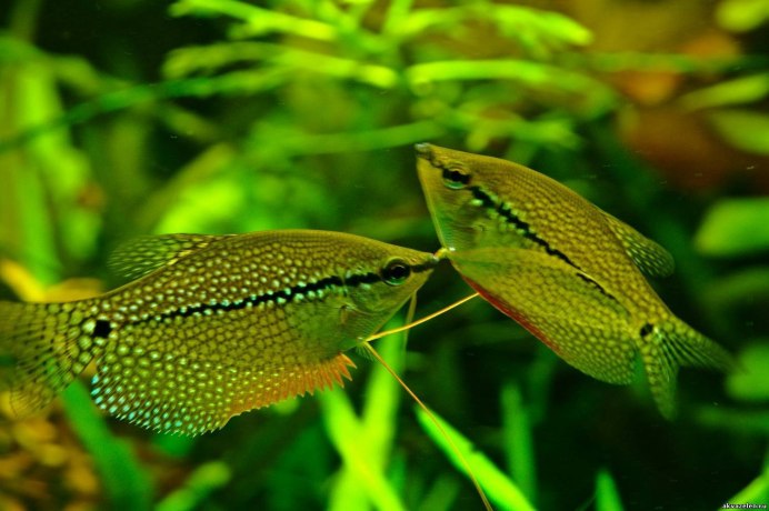 Helostoma temminckii