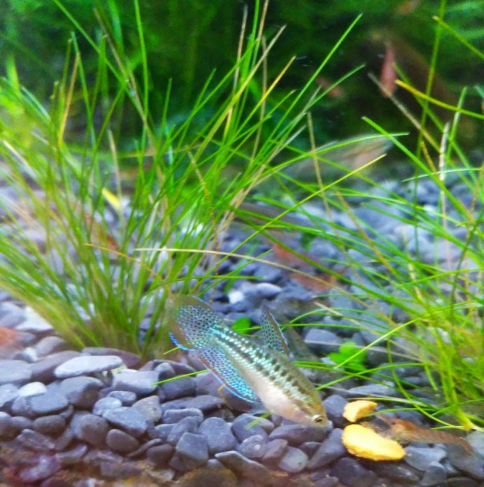 Trichopsis vittata