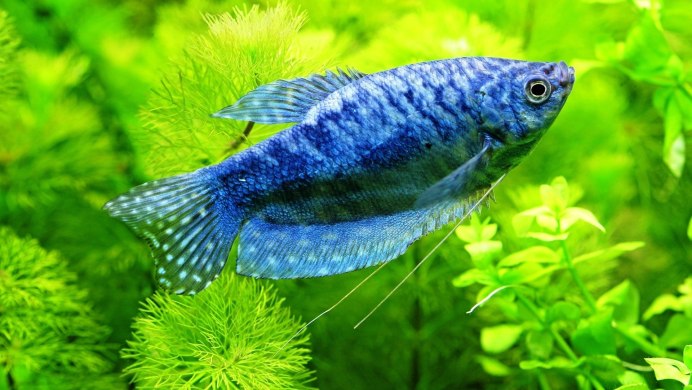 Гурами ворчащий Trichopsis vittata