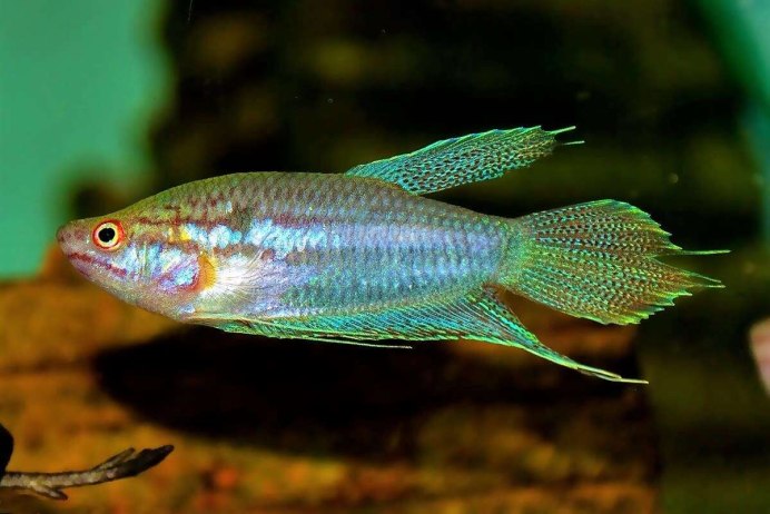 Гурами карликовый Trichopsis pumila