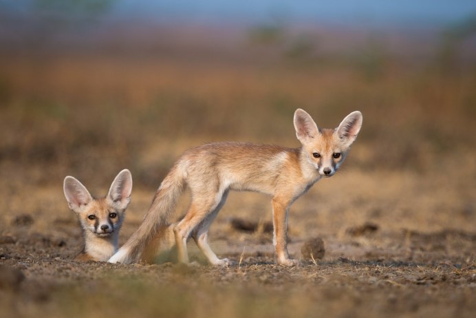 Vulpes chama