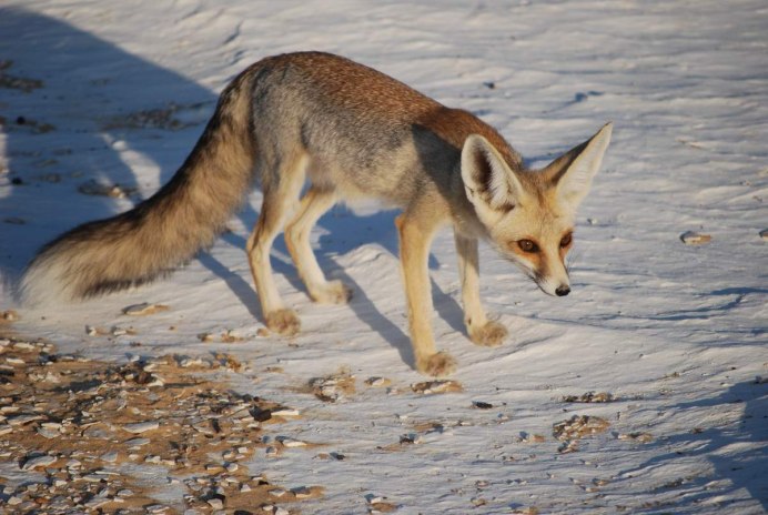 Vulpes Cana