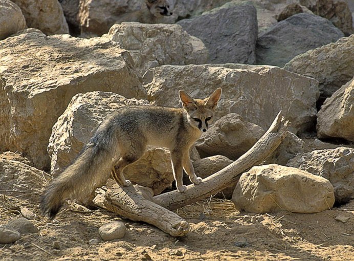 Южноафриканская лисица Vulpes chama