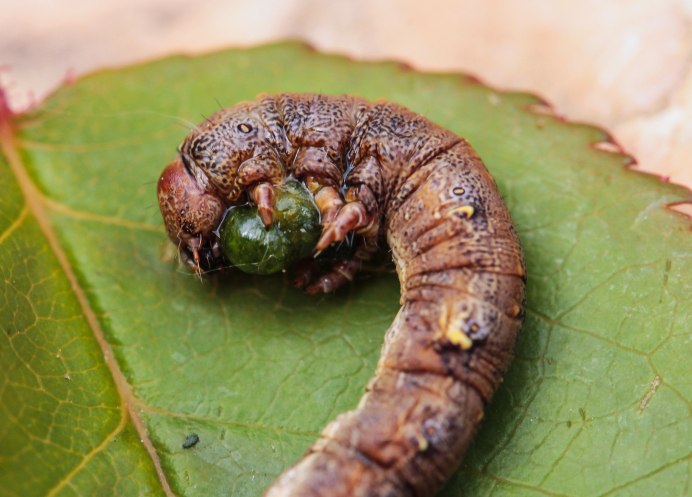 Cossus cossus гусеница