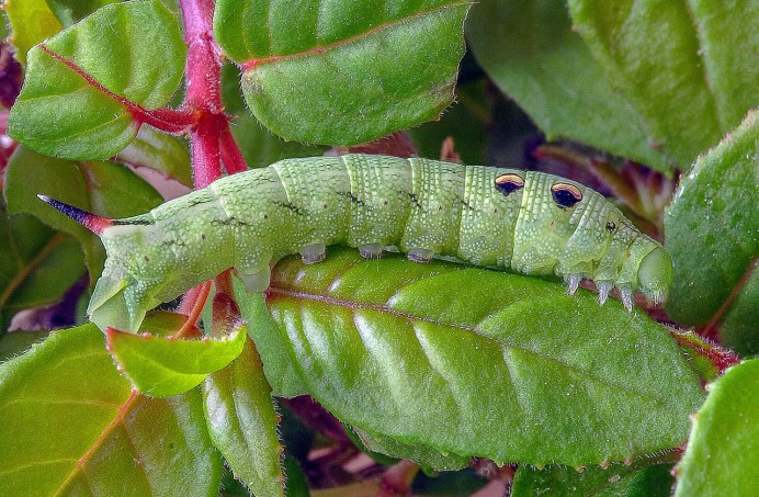 Гусеница Cerura vinula