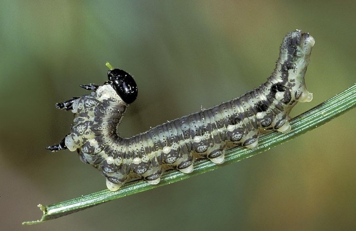 Agrius convolvuli гусеница