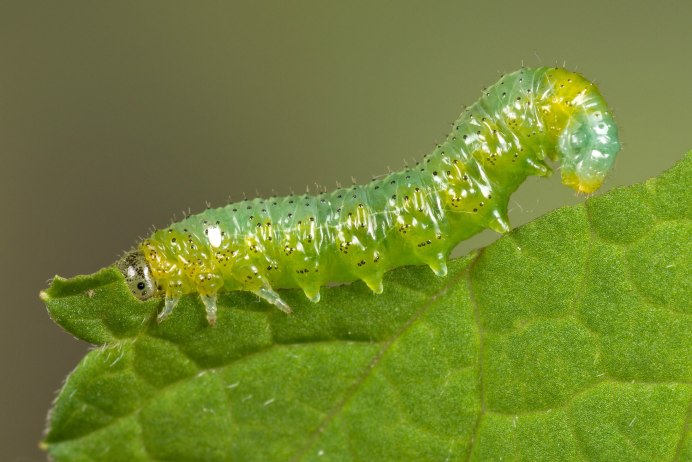 Agrotis segetum гусеница