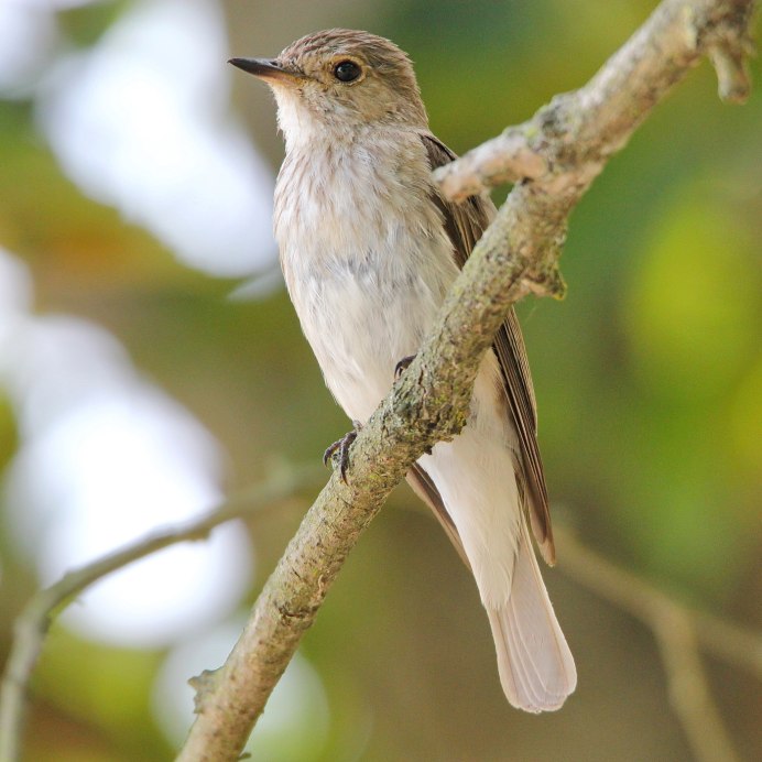Tufted Titmouse