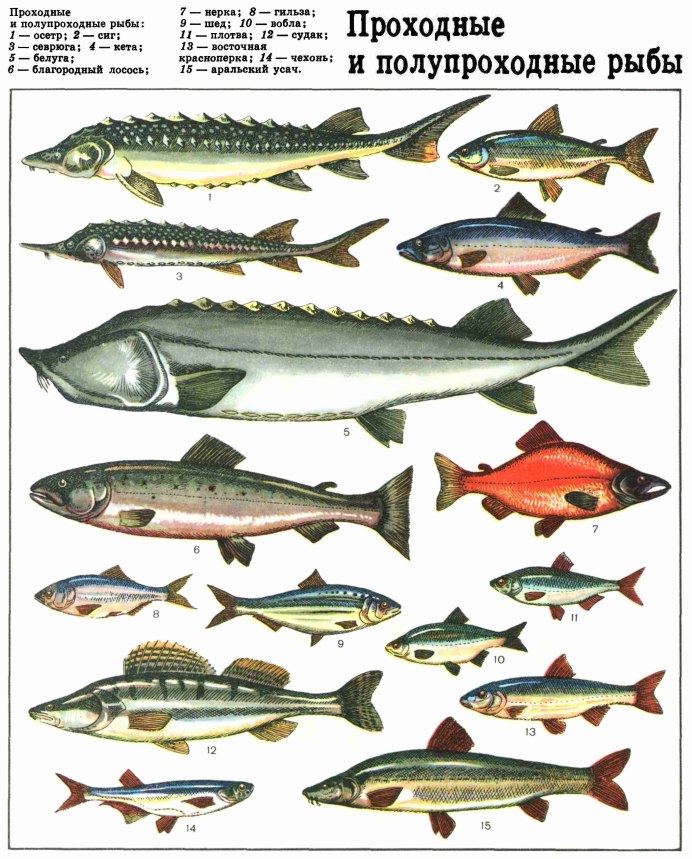 Голавль (Leuciscus cephalus)