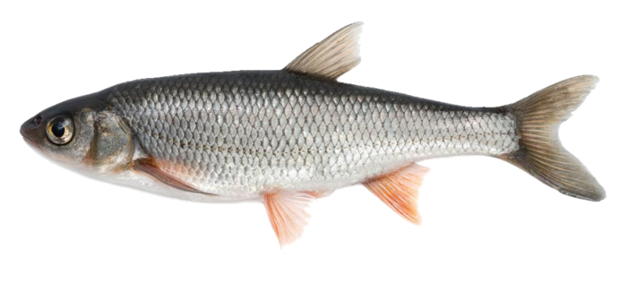 Черный Амур - (Mylopharyngodon piceus )