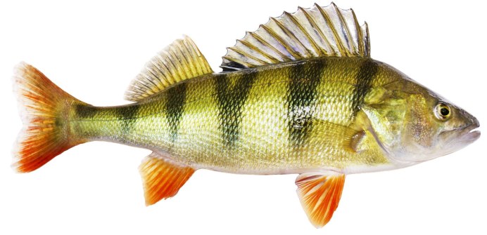 Hemibarbus Labeo