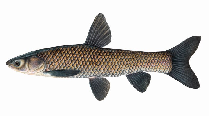 Сазан (Cyprinus Carpio)
