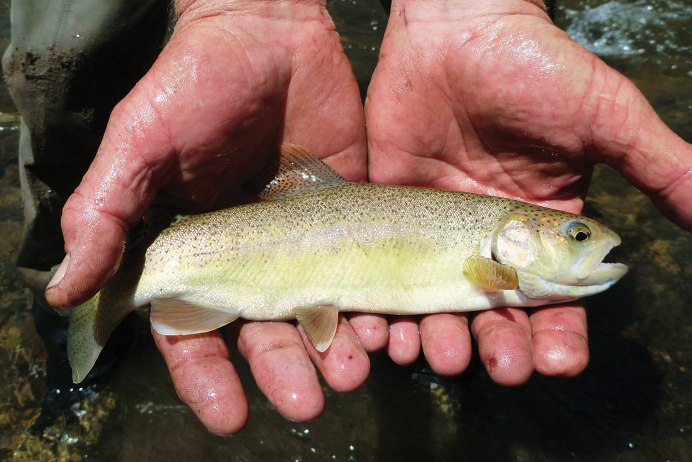 Spotted Seatrout рыба